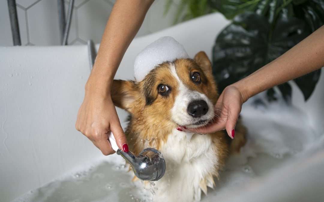 Ideas de negocios de mascotas en tu local