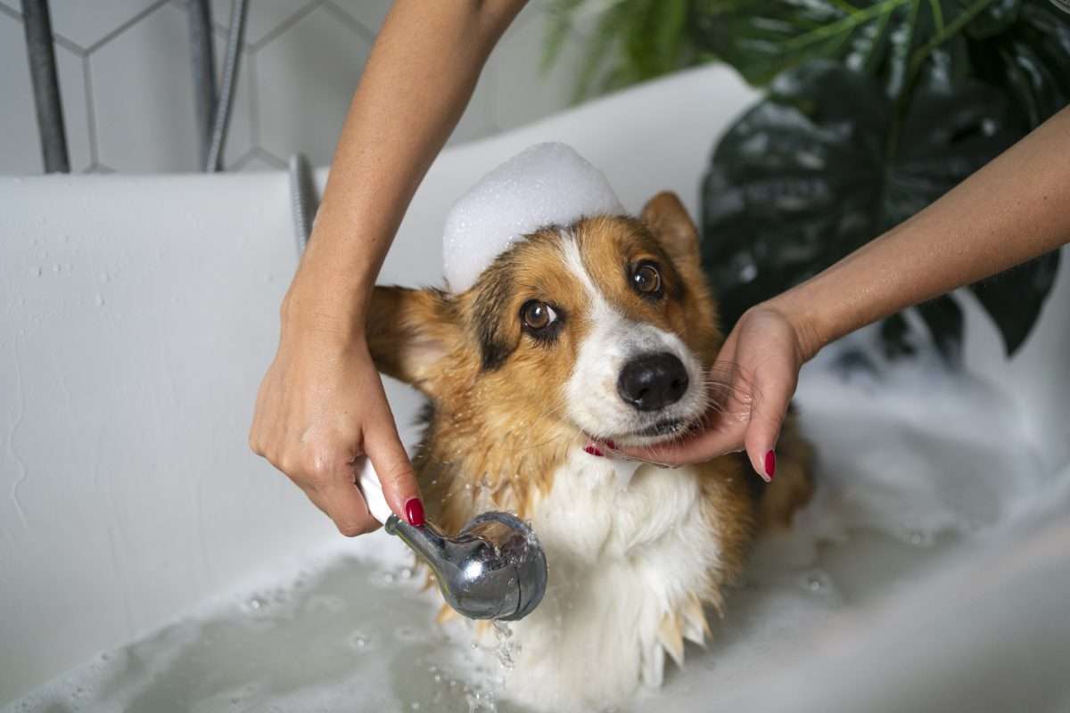 lavar-perro-mascota-casa Ideas de negocios de mascotas
